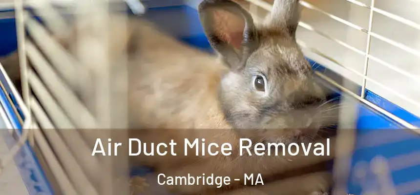  Air Duct Mice Removal Cambridge - MA